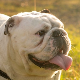 Bulldog