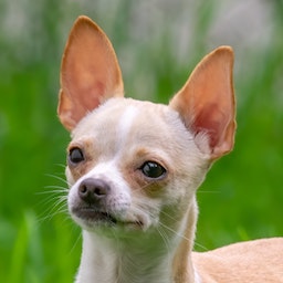 Chihuahua