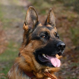 German Shepard