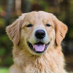 Alaskan Golden Retriever