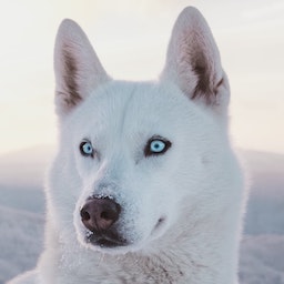 Husky