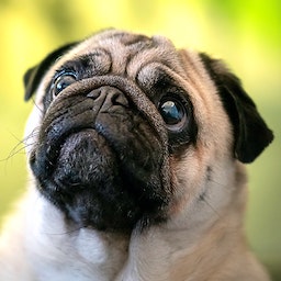 Pug